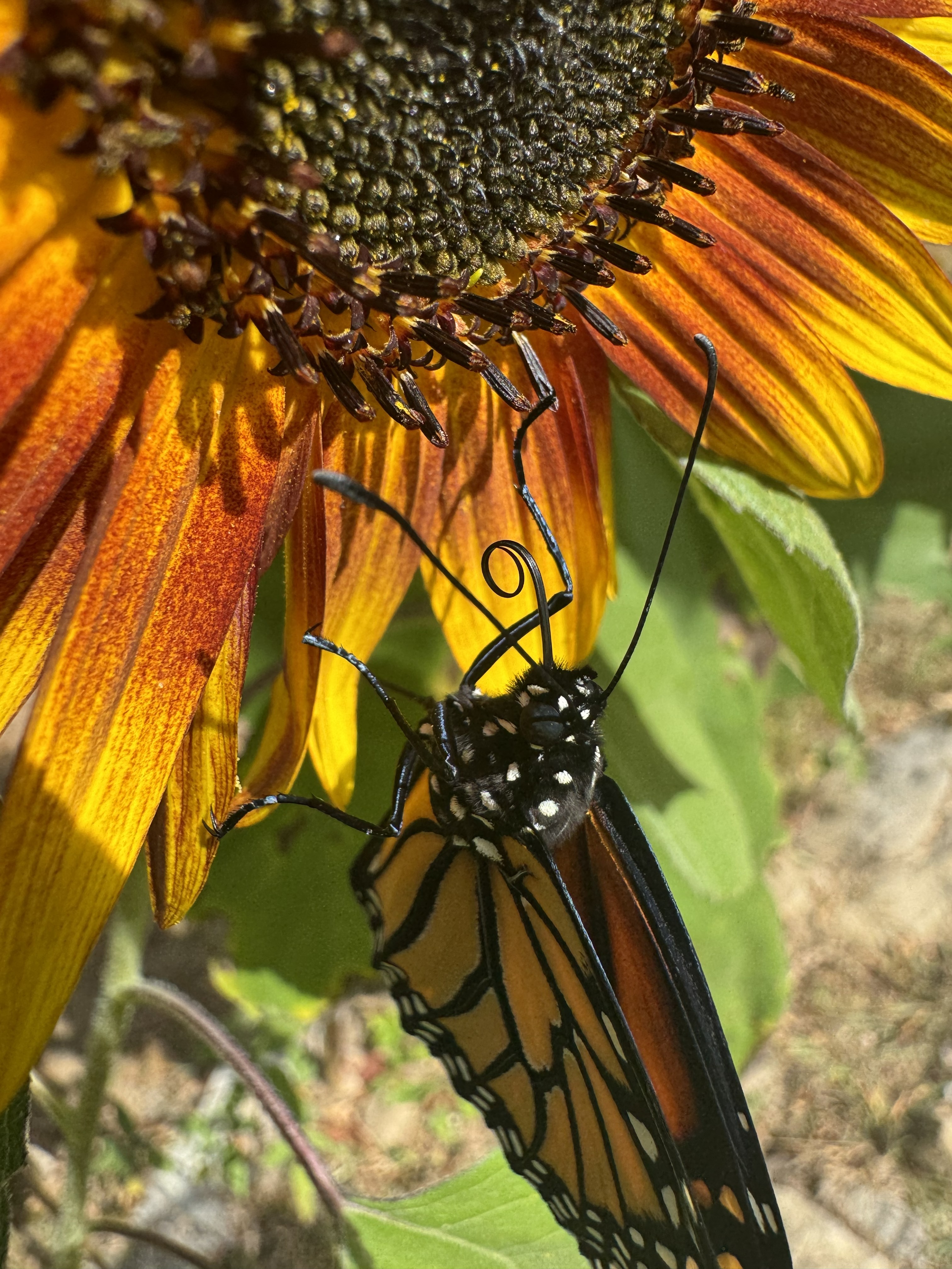 Monarch on sunflower