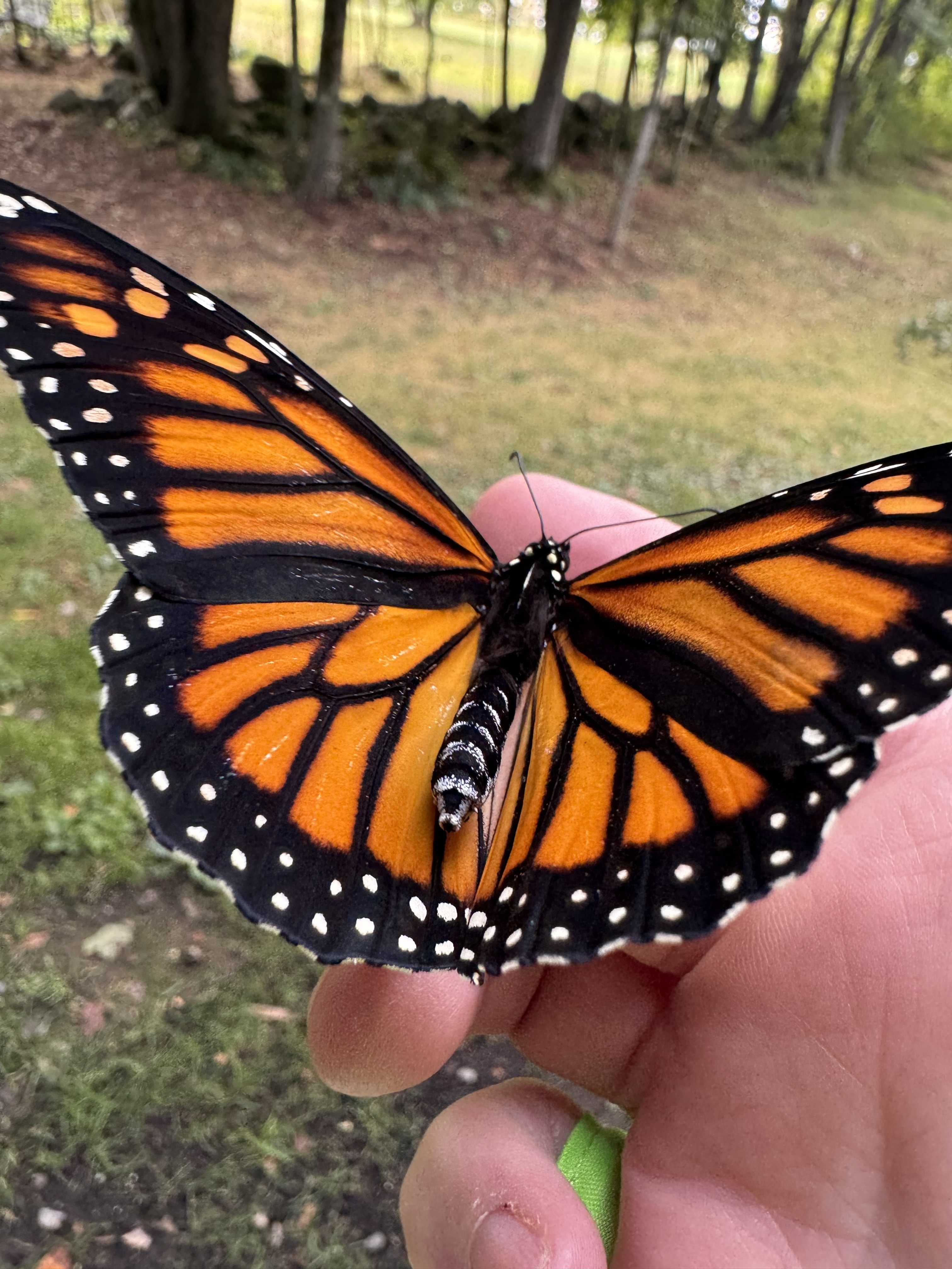 Two monarchs on flowers