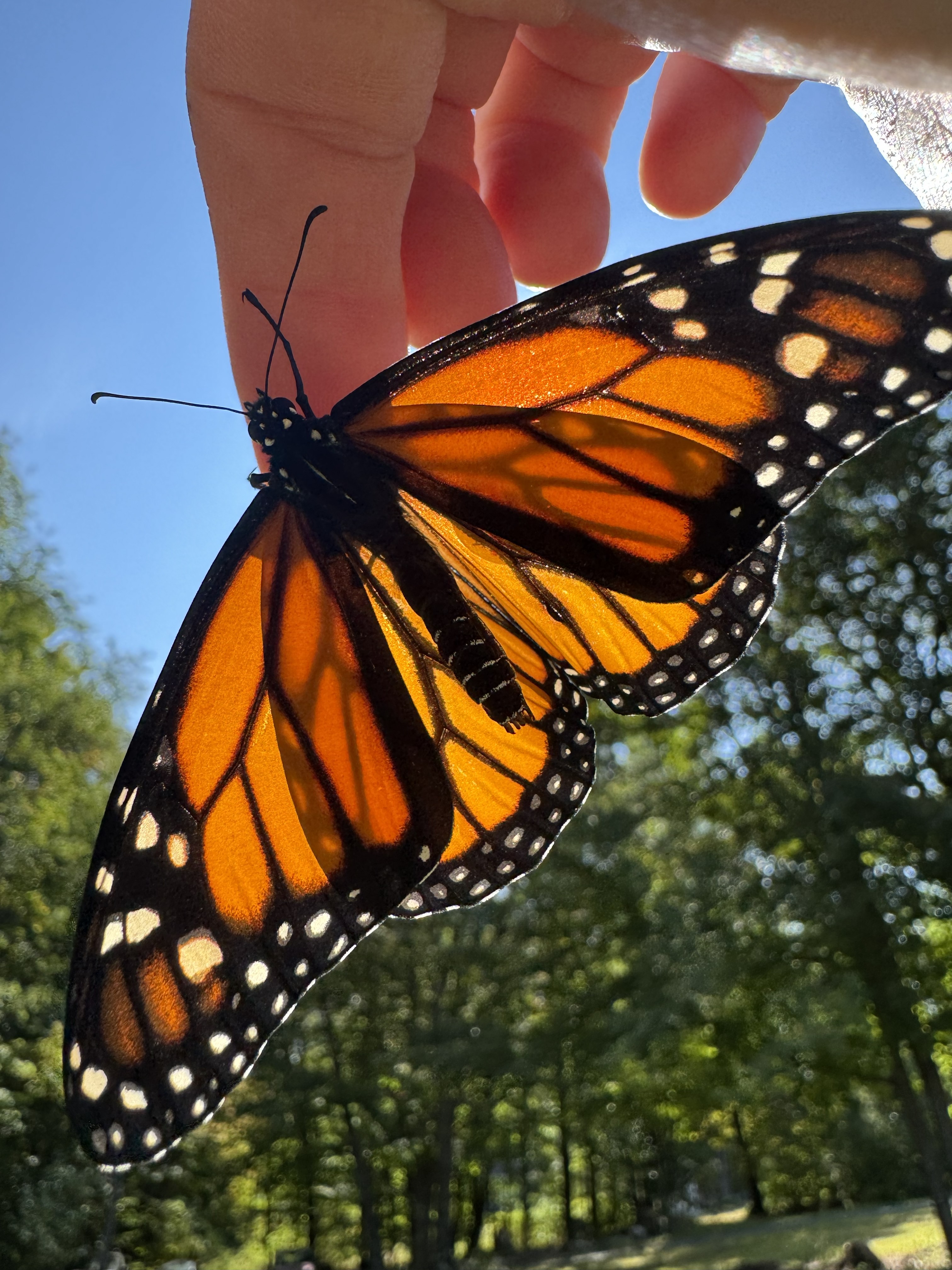 Monarch on goldenrod
