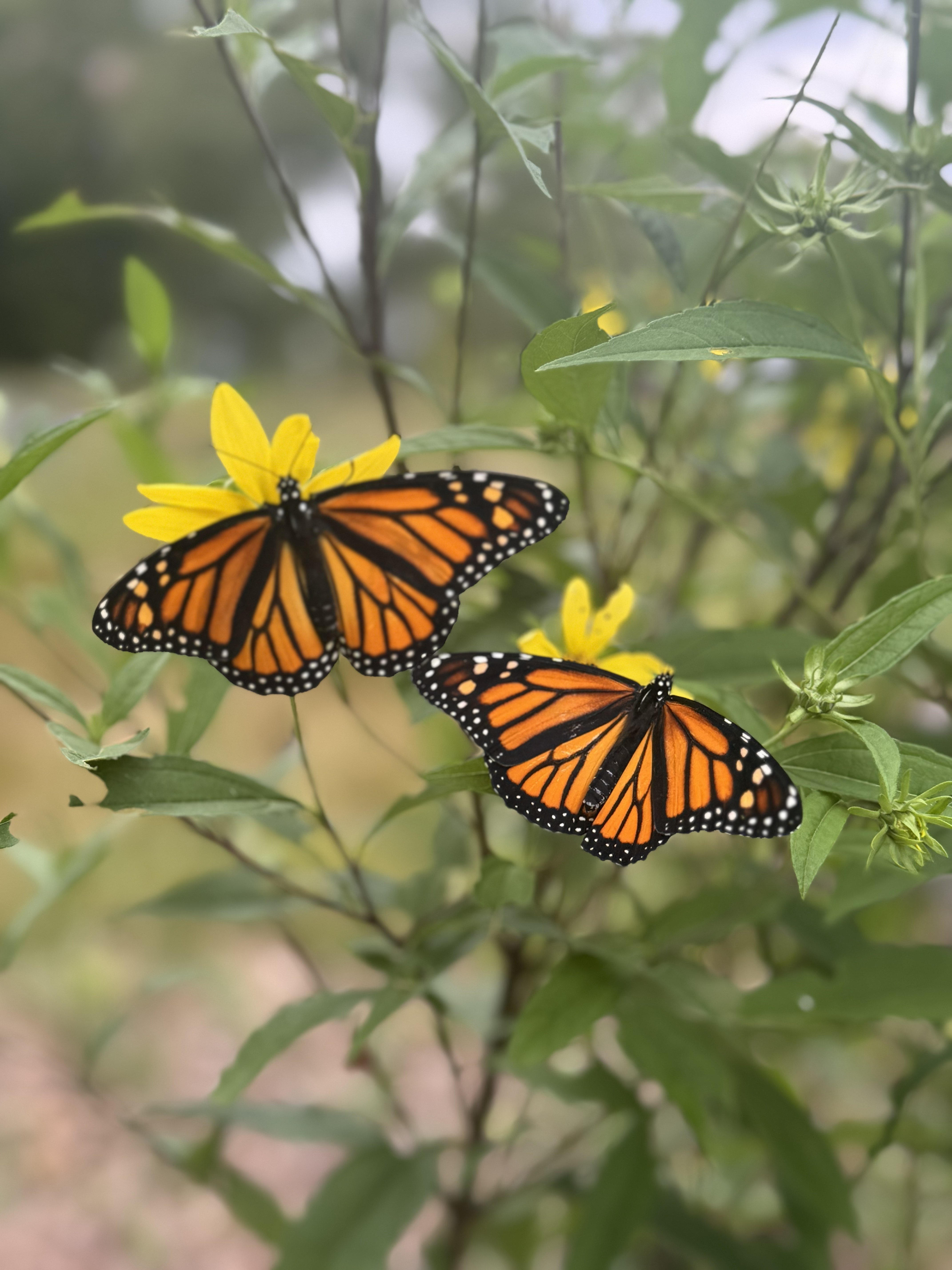 Monarch on sunflower