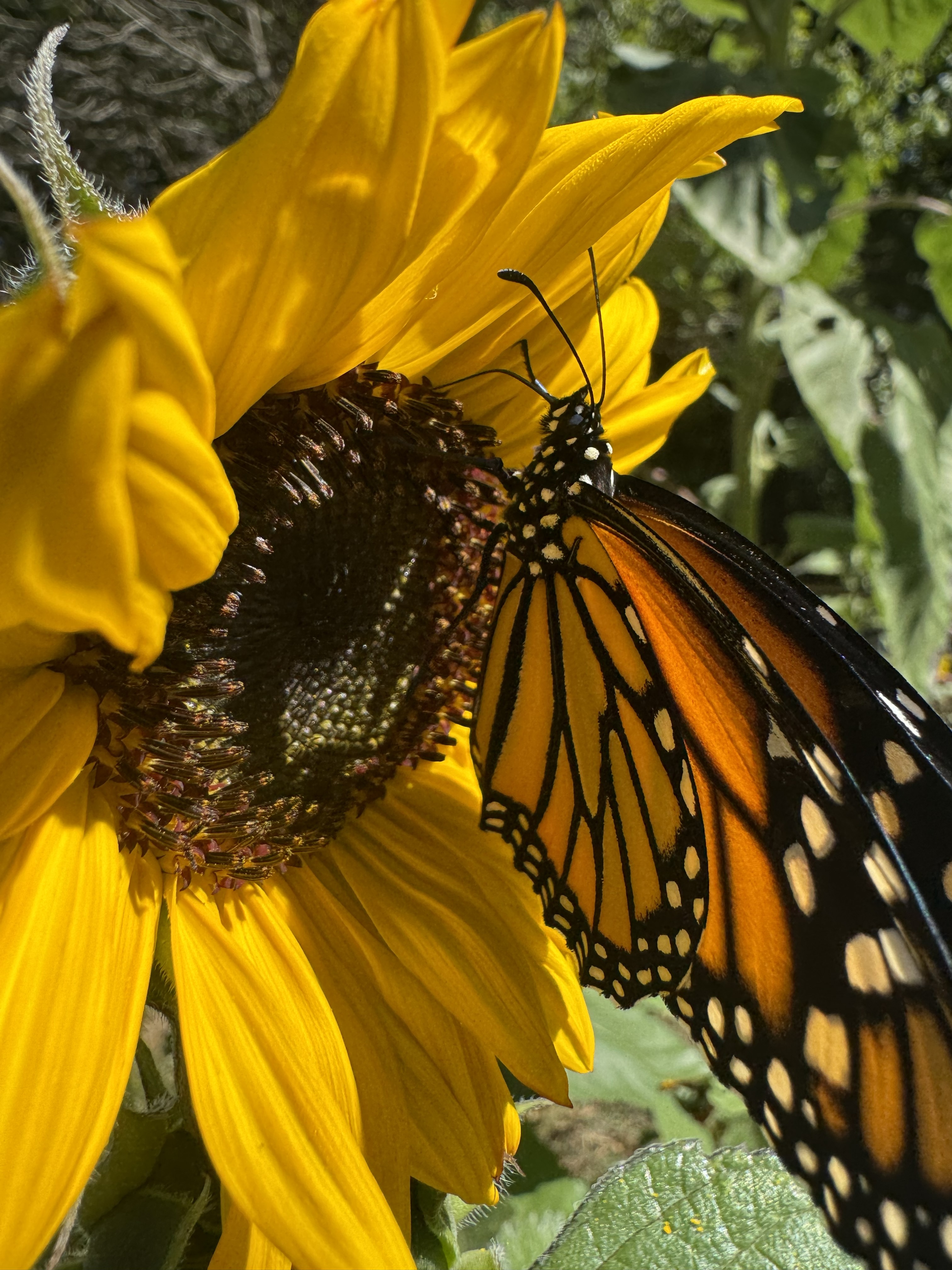 Monarch nectaring