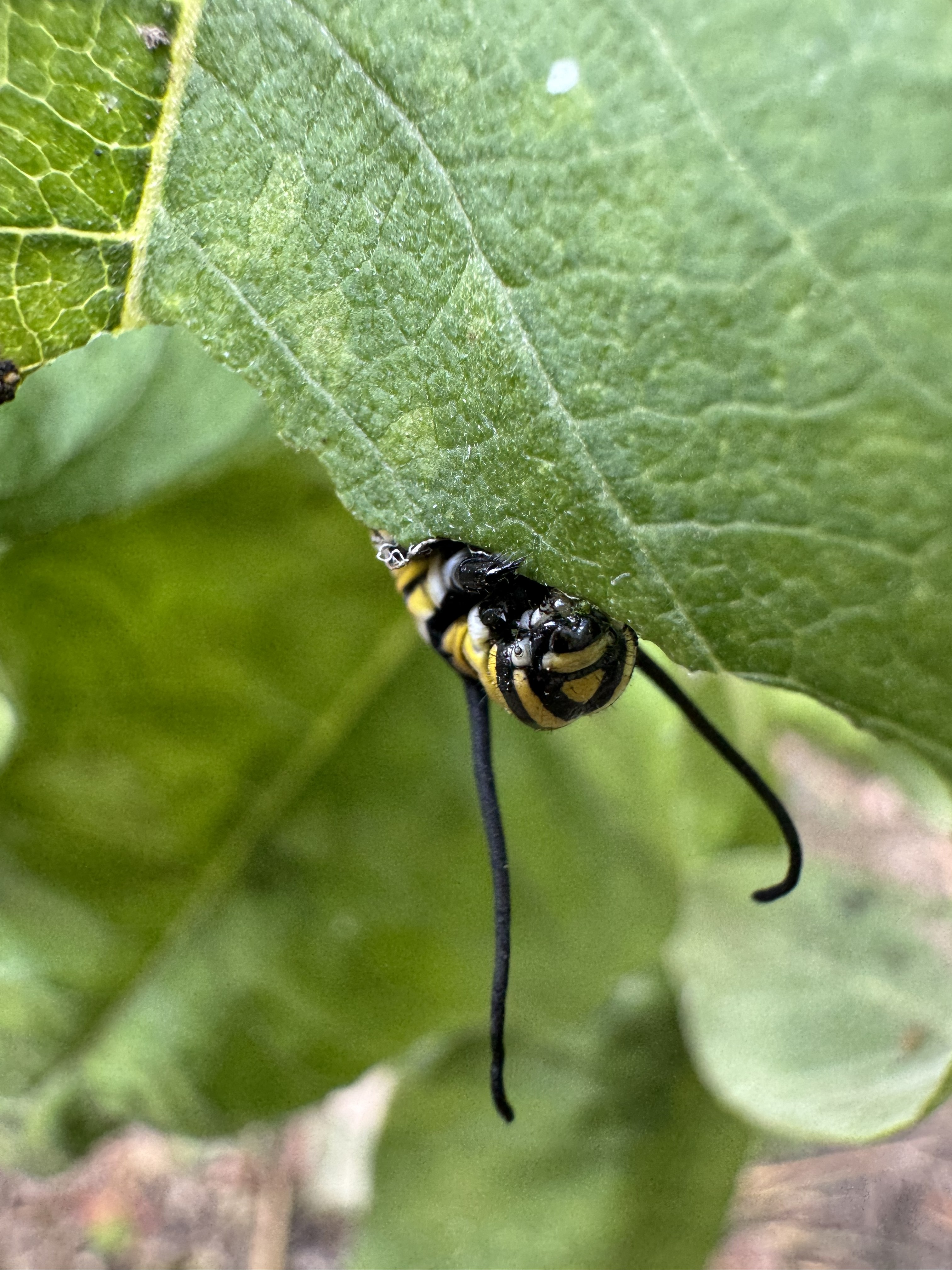 Monarch caterpillar on leaf