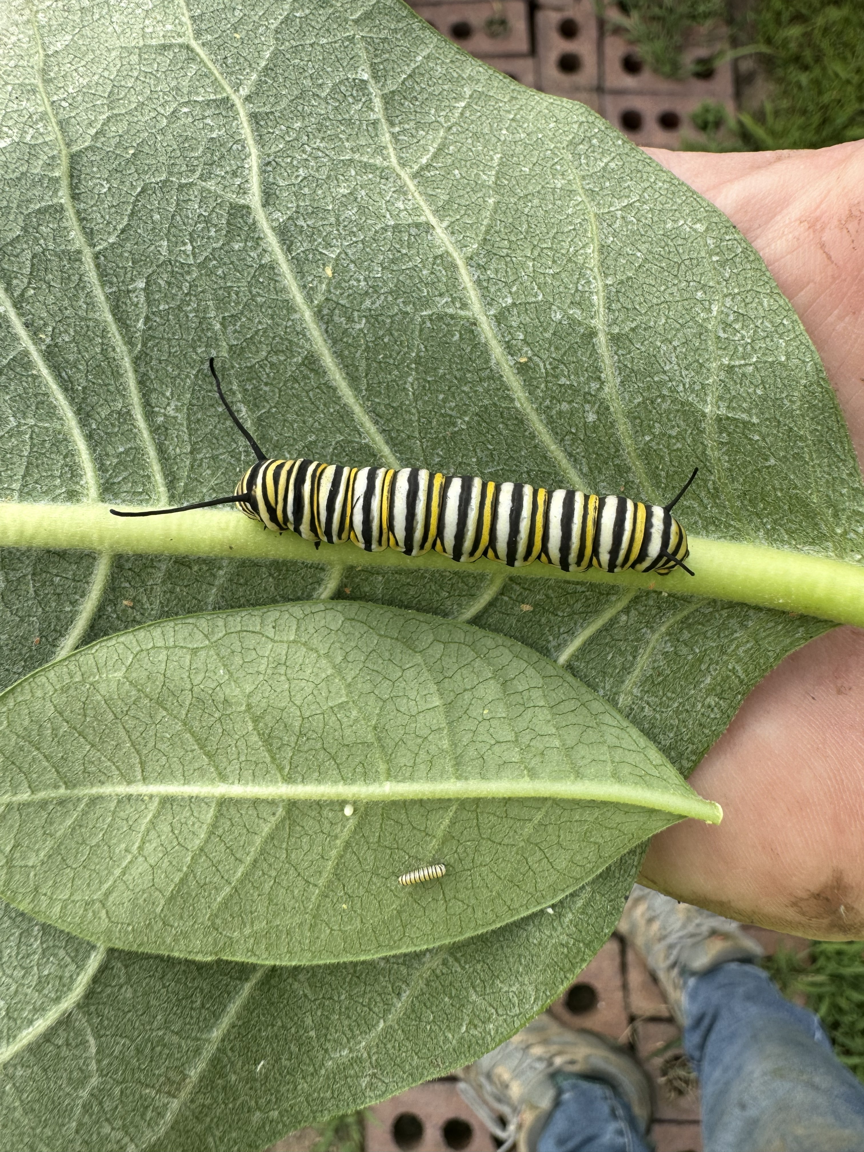 Caterpillar close-up
