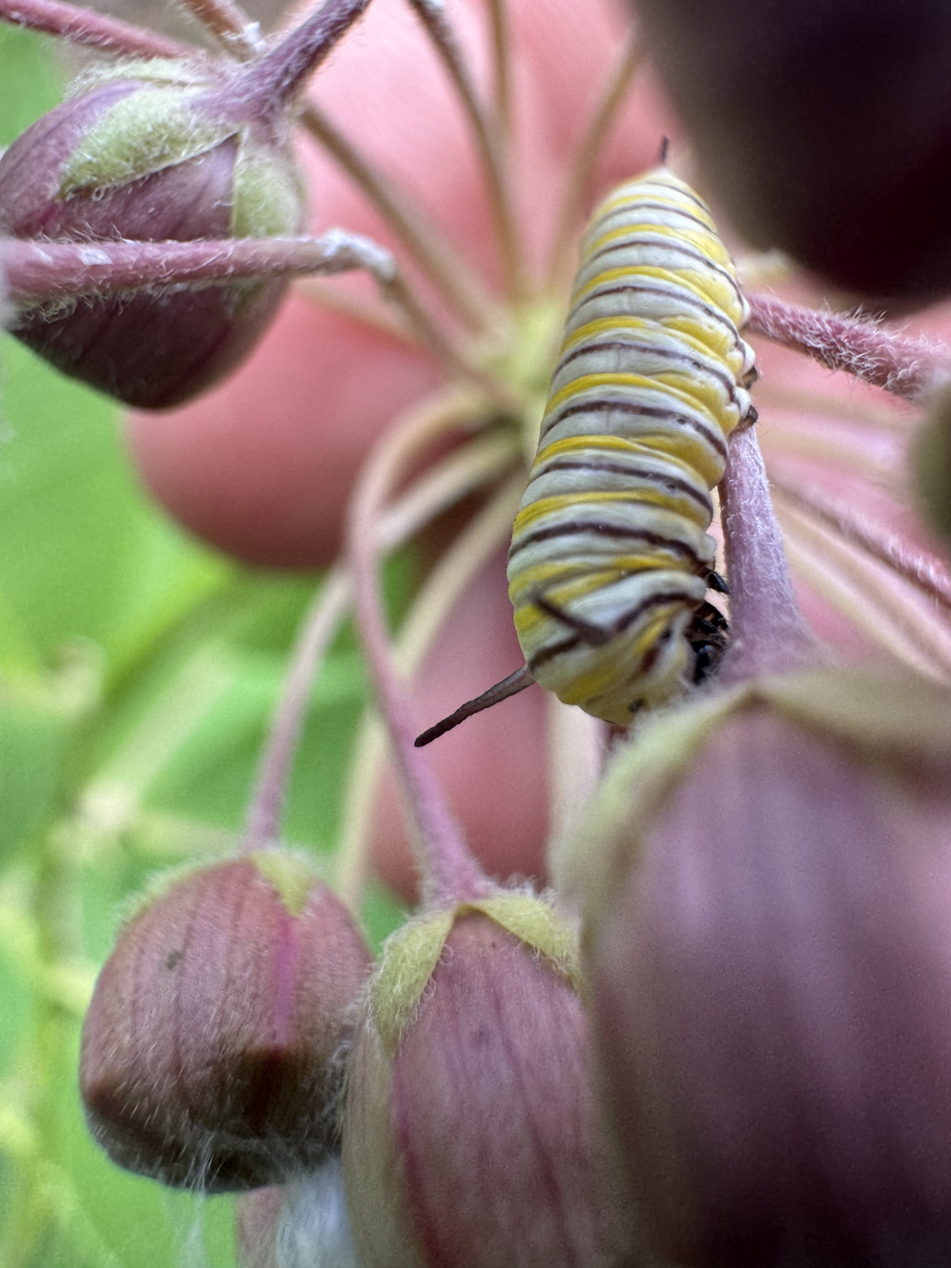 Caterpillar detail