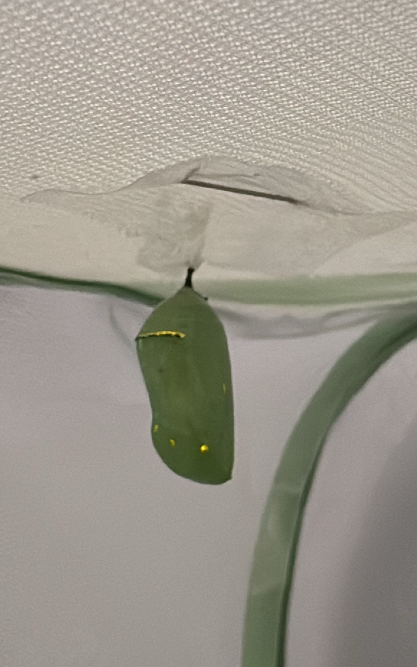 Monarch chrysalis