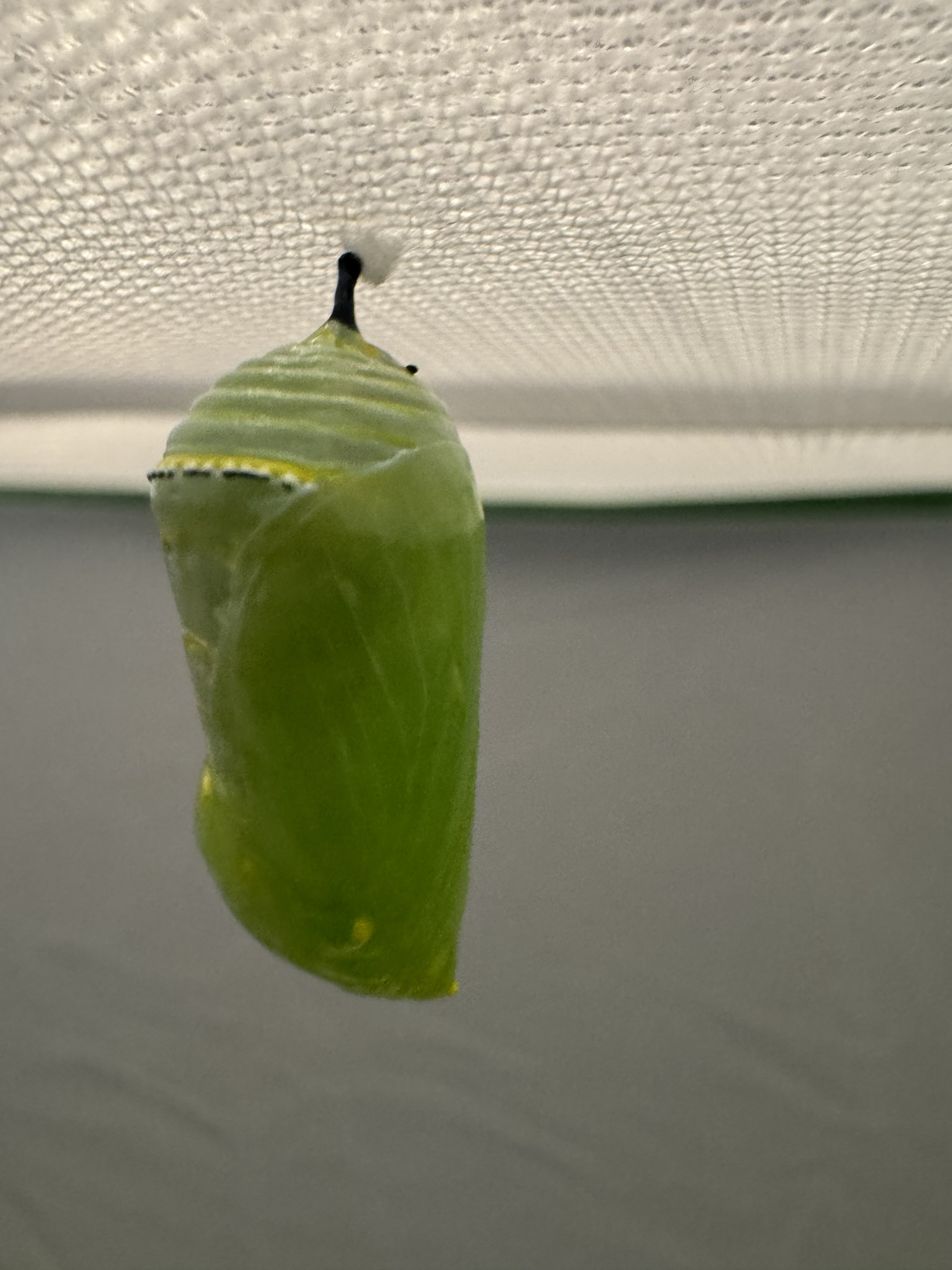 Chrysalis close-up