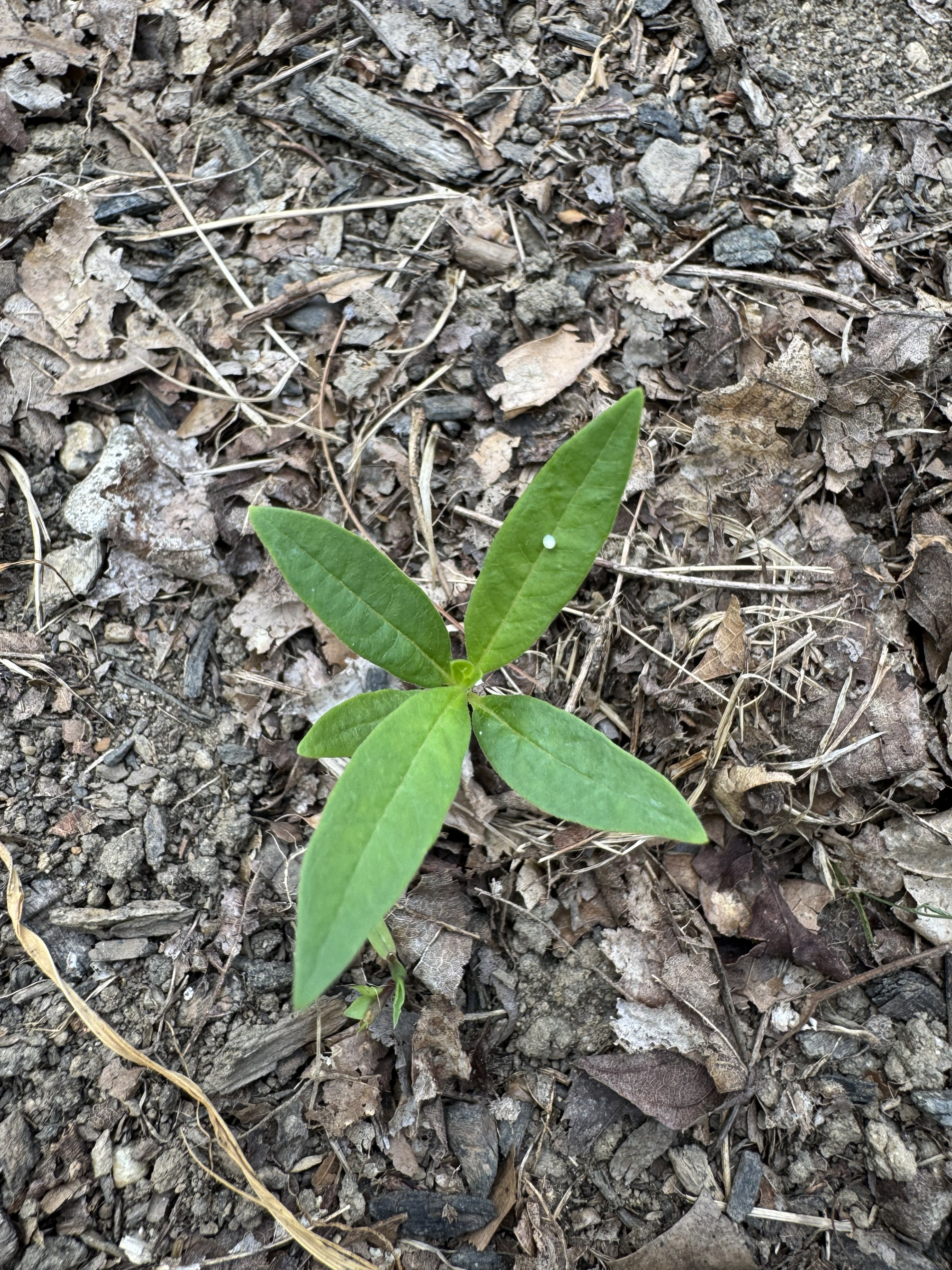Monarch egg on milkweed
