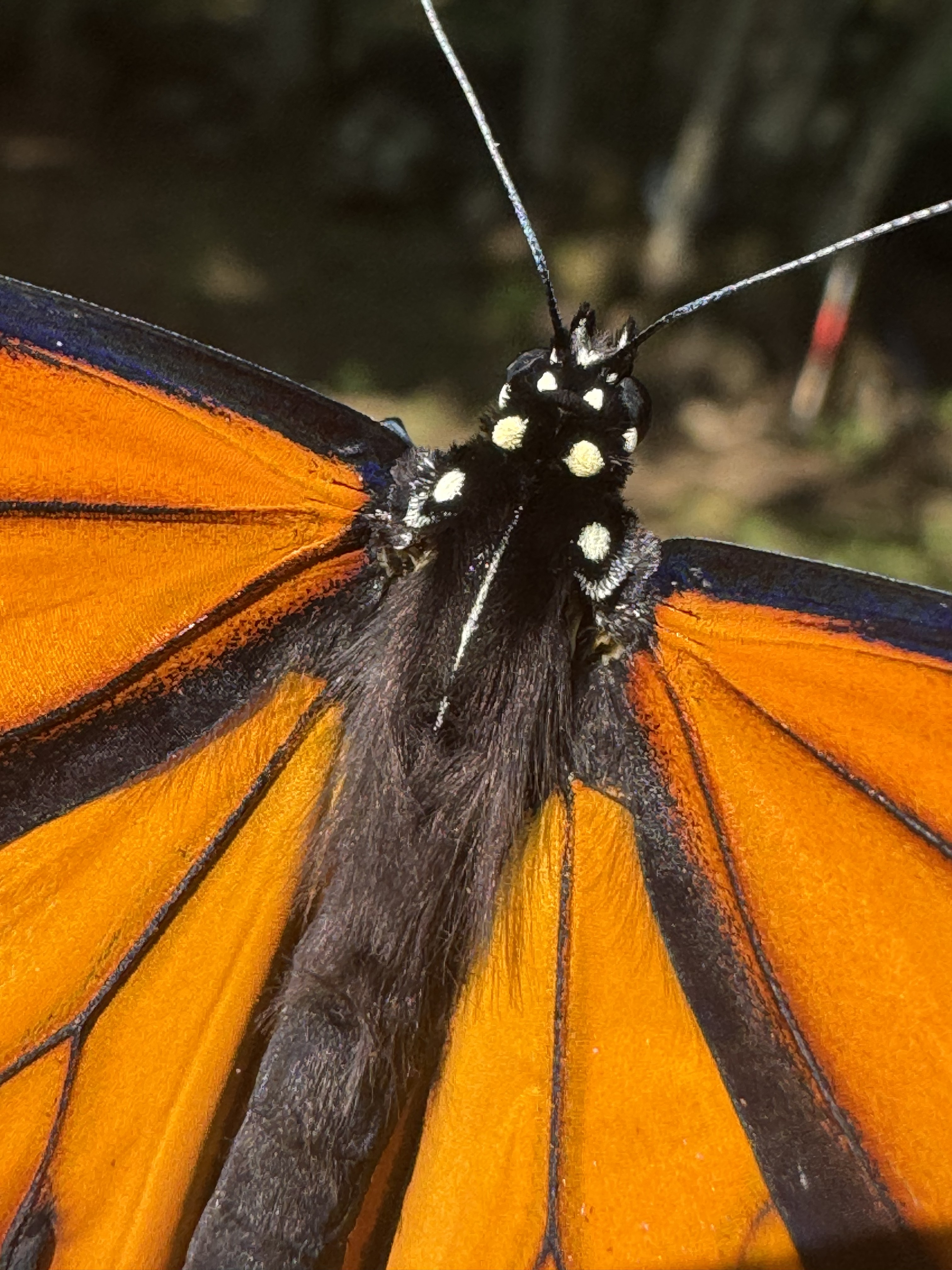 Monarch wing detail