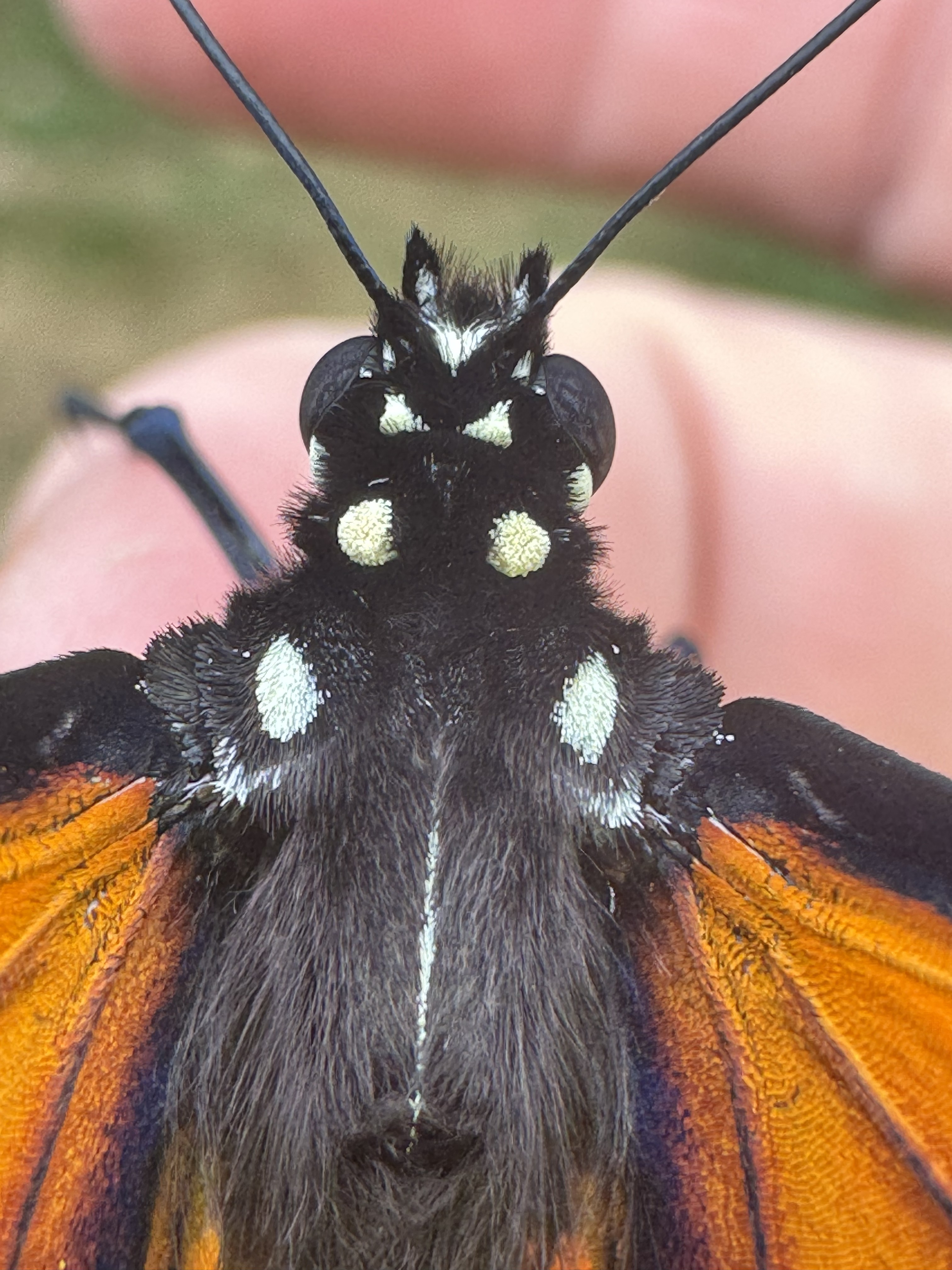 Monarch face closeup