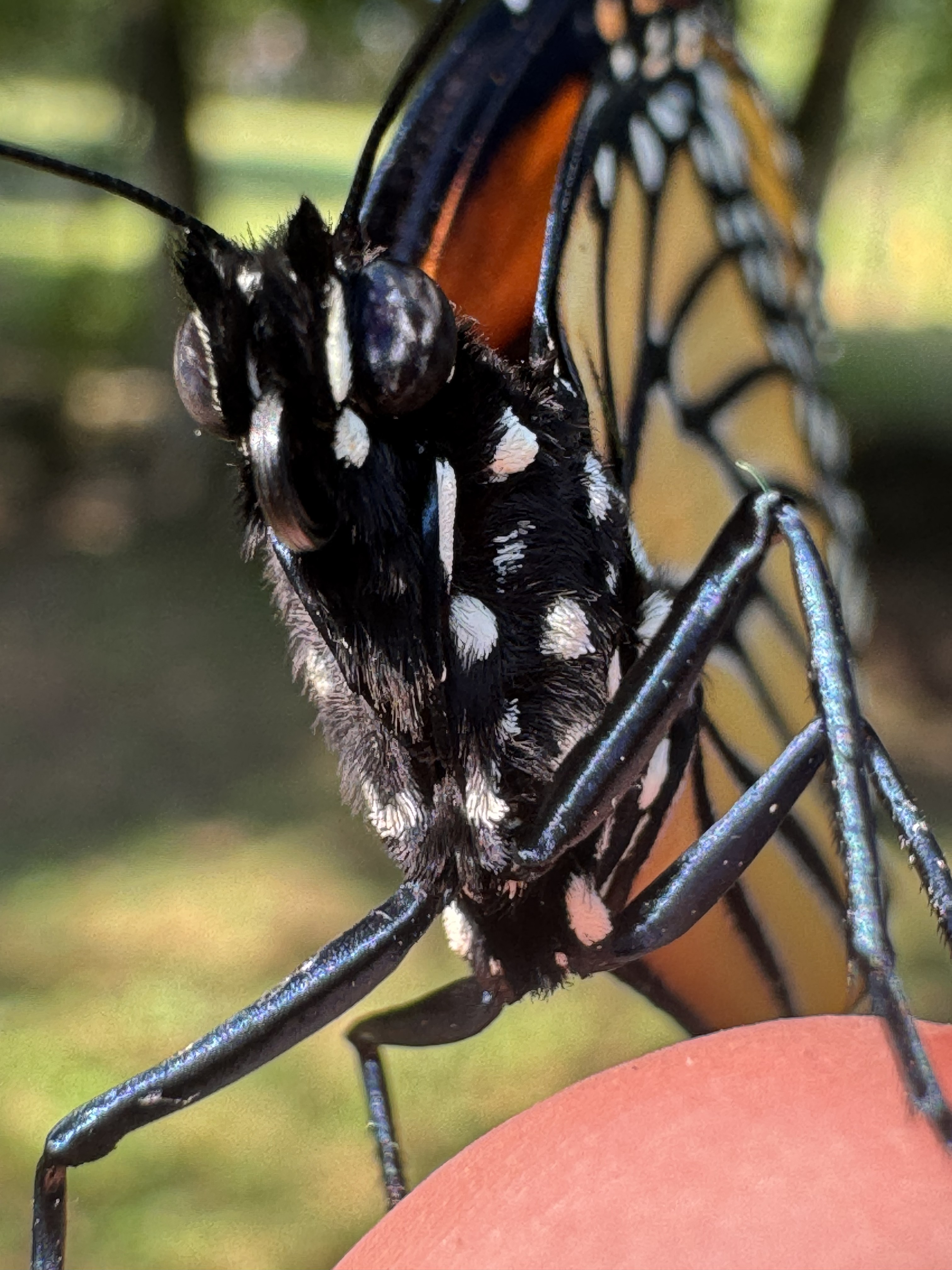 Monarch antenna detail
