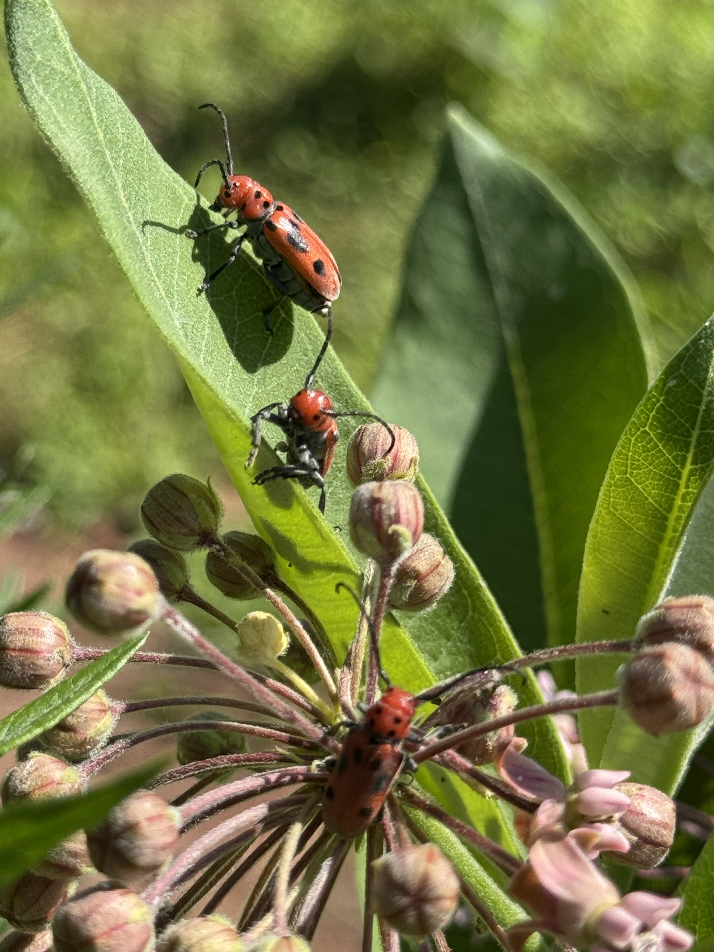 Milkweed ecosystem
