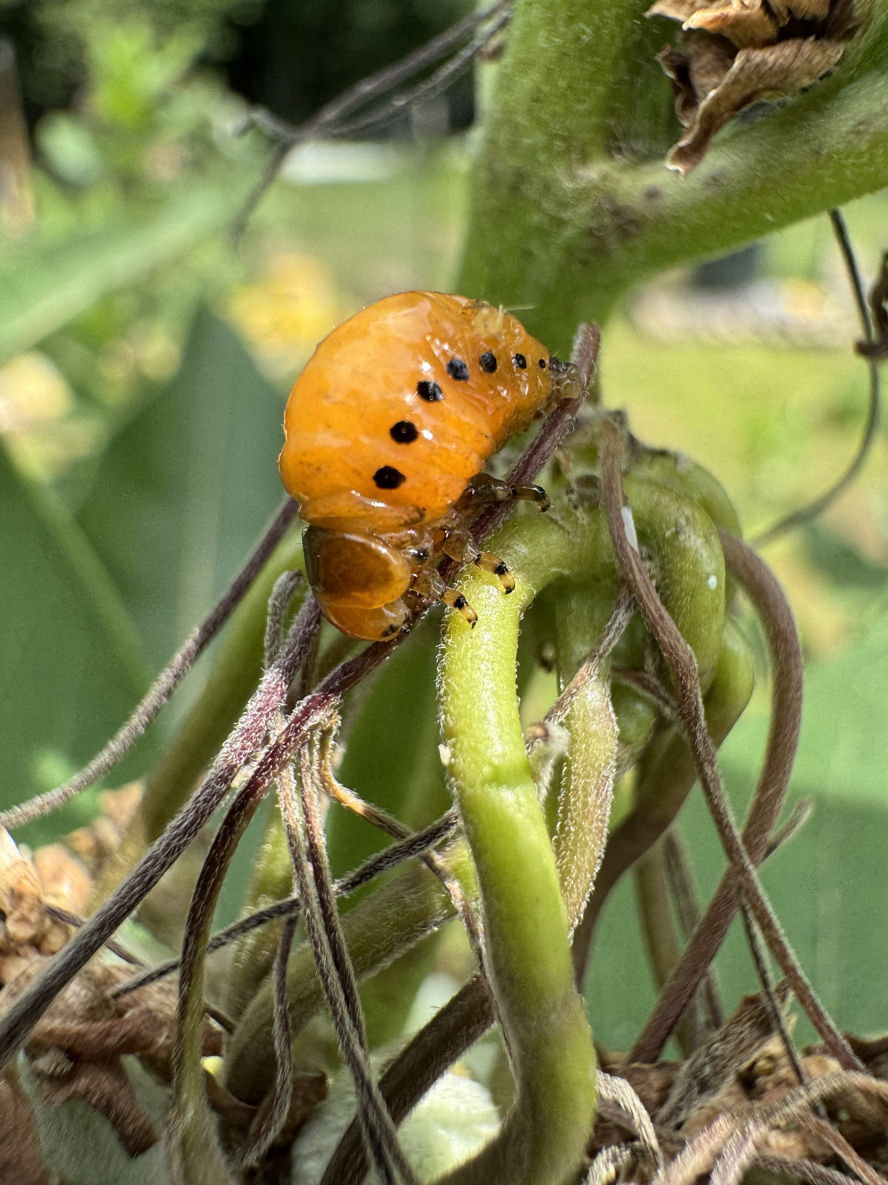 Milkweed flowers