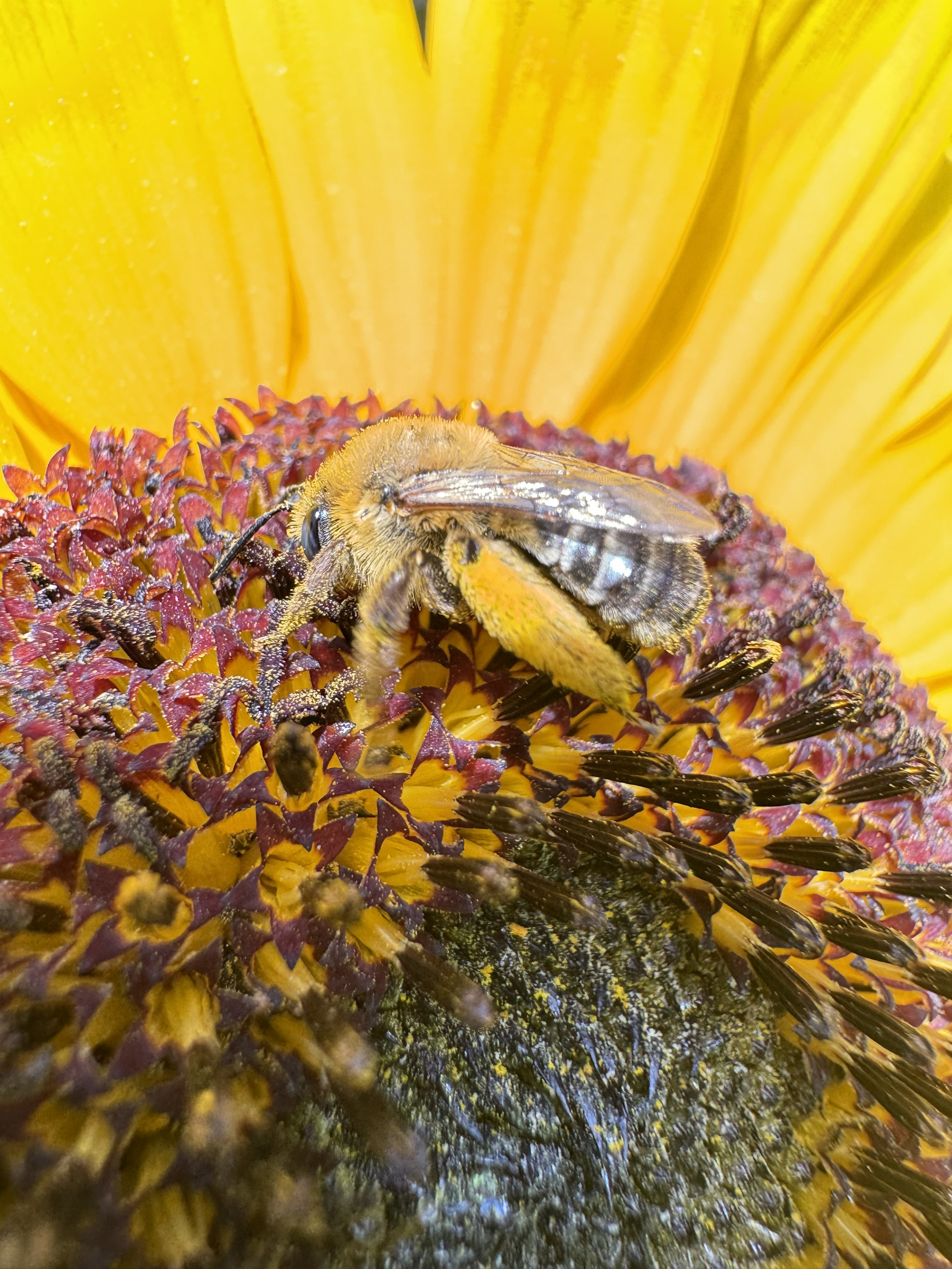 Bee on milkweed