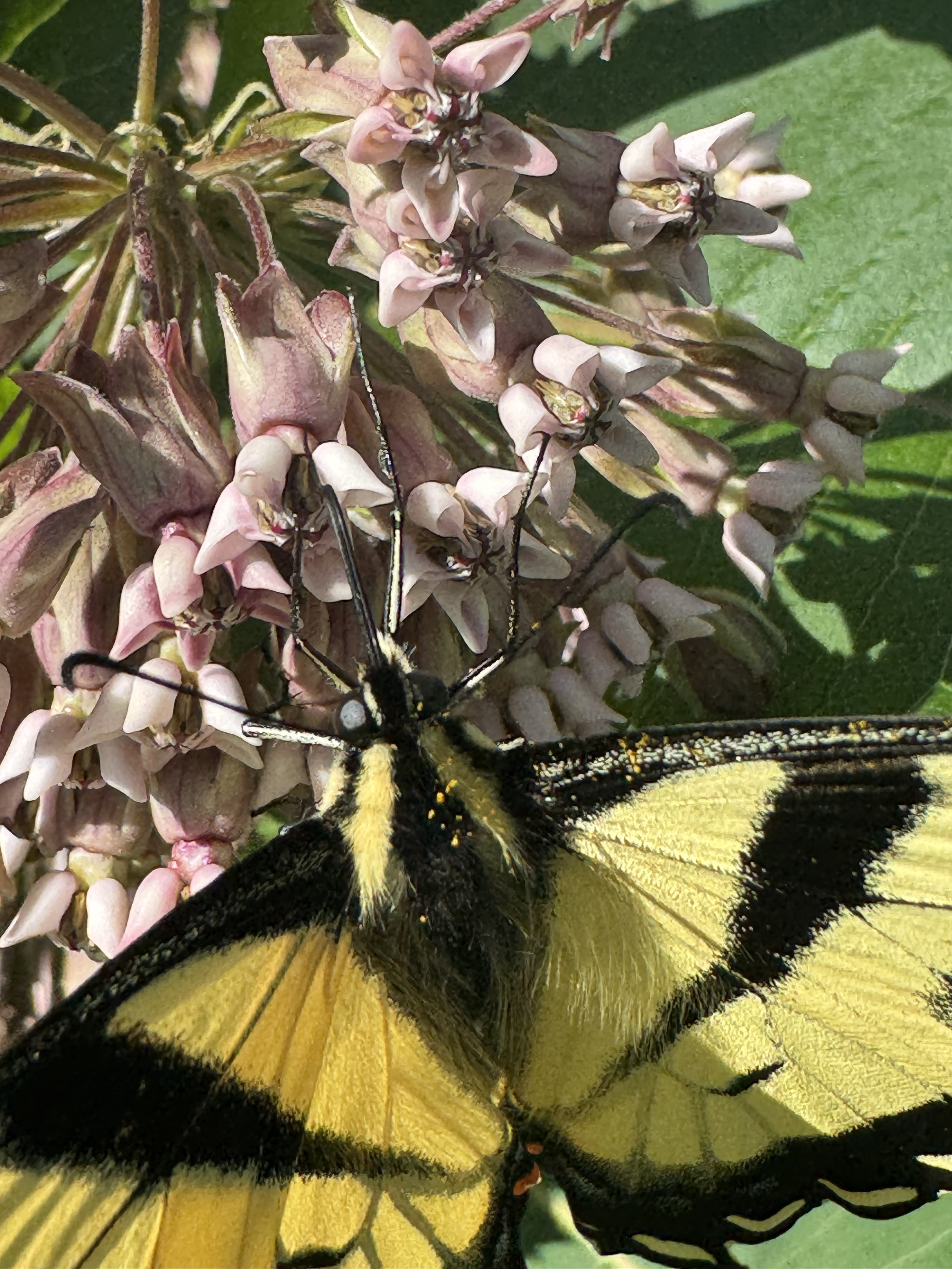 Swallowtail on milkweed