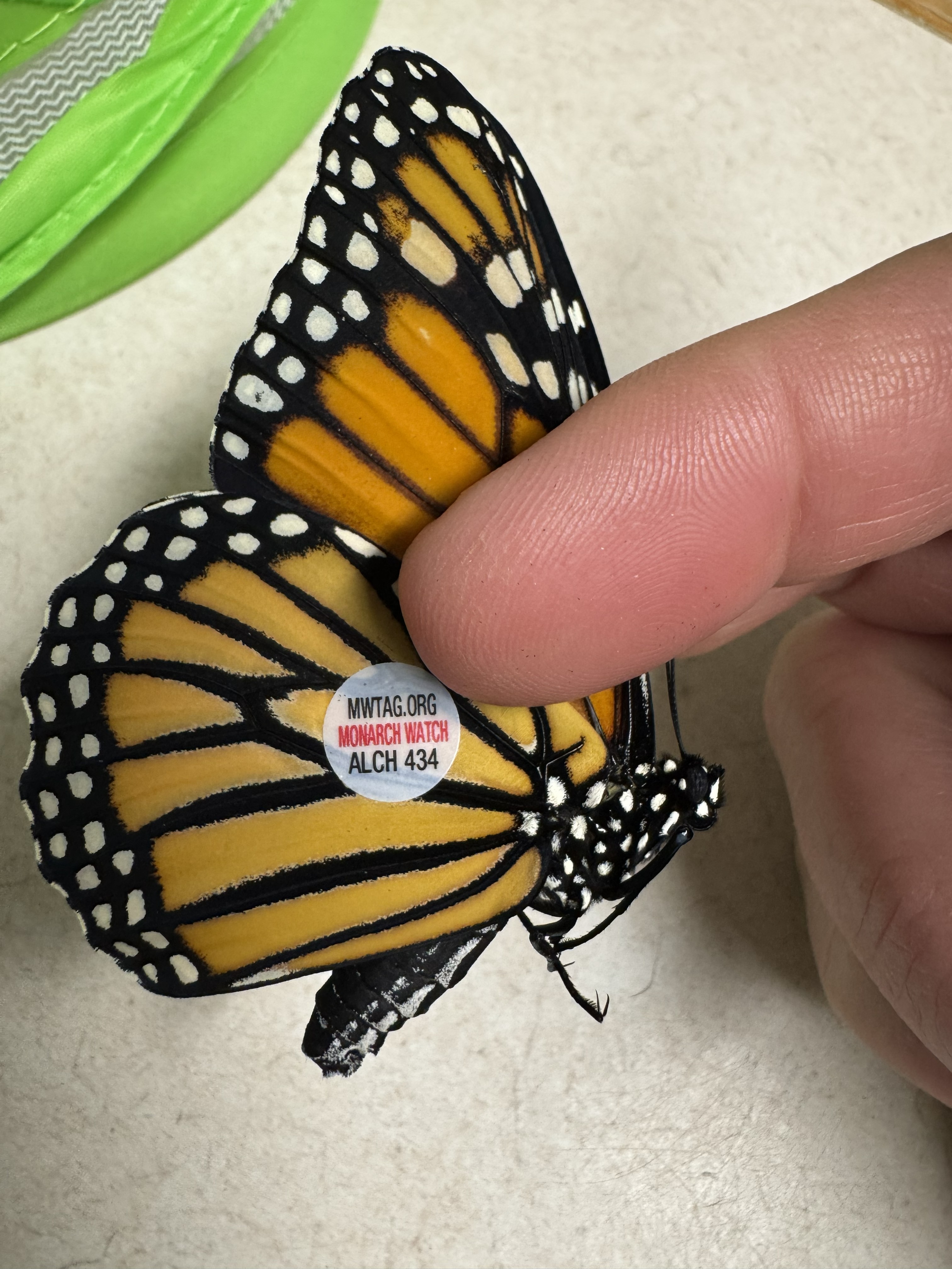 Monarch Watch tagging