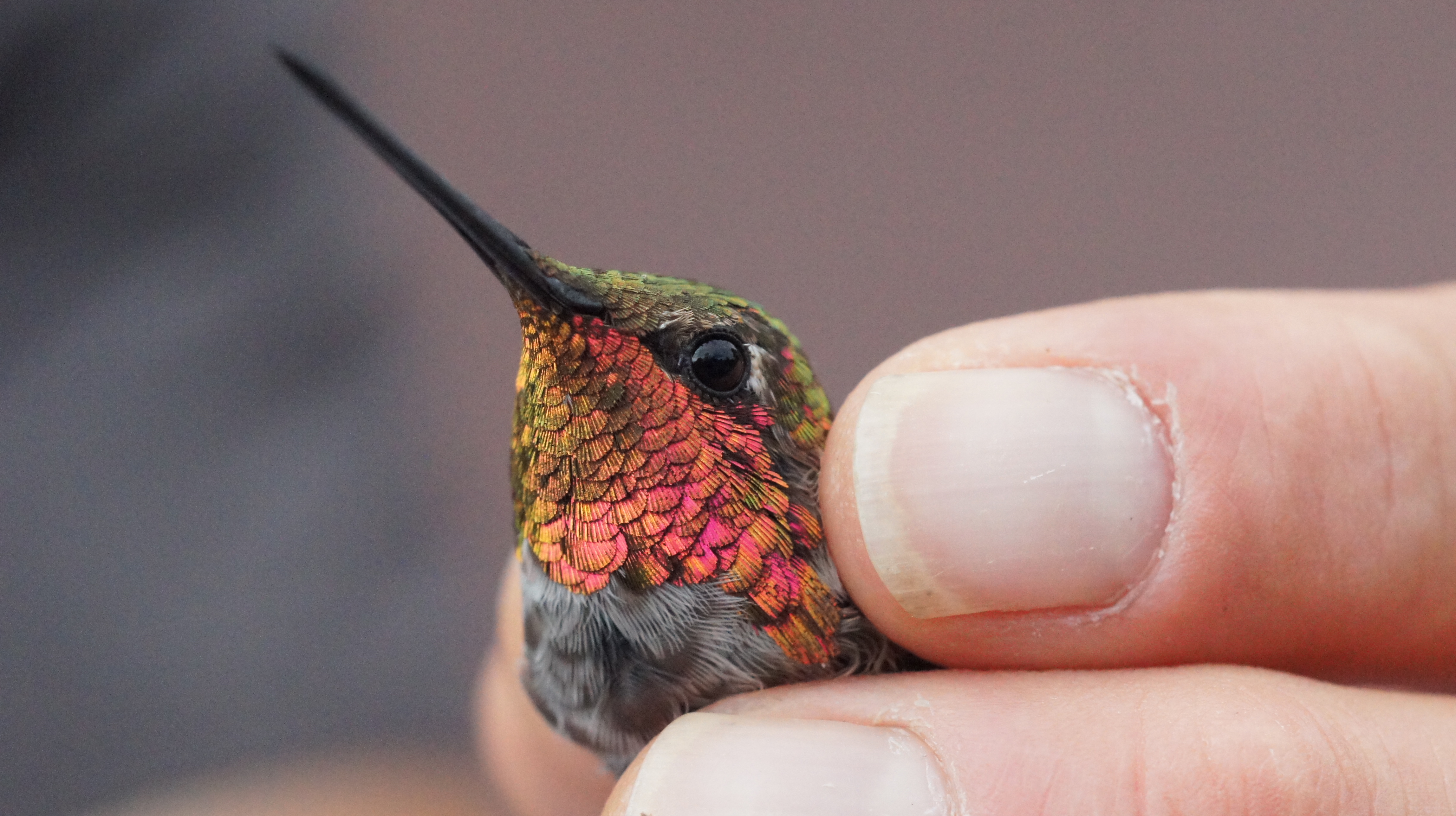 A close-up photograph of a hummingbird's iridescent head and feathers