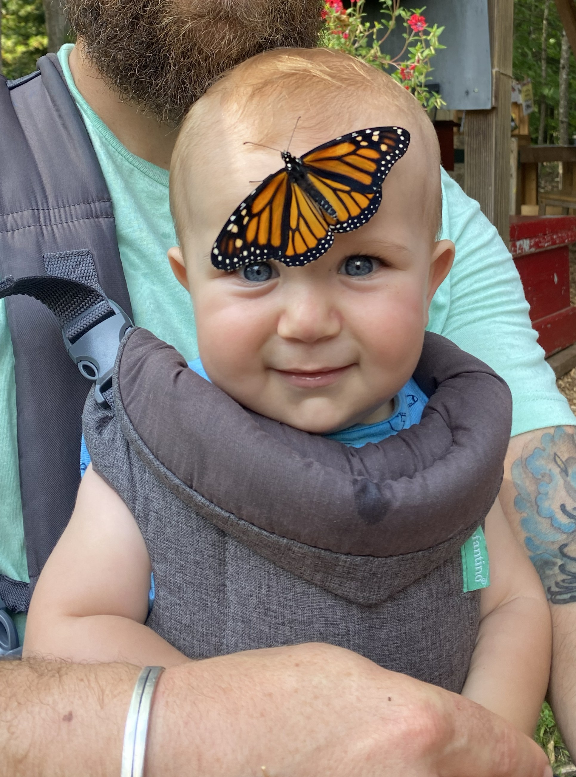A monarch landed on a baby