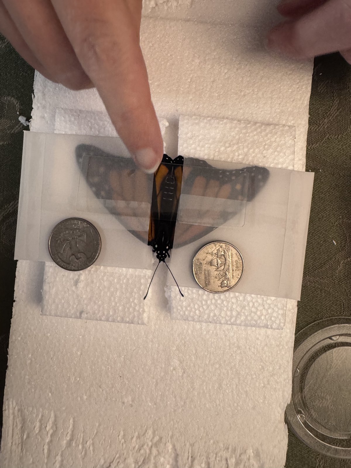 Butterfly wings safely placed in glassine envelopes and weighed down