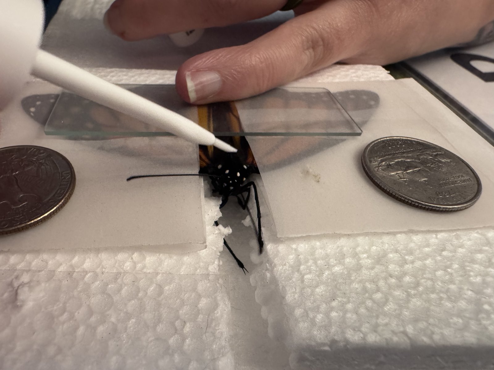 Applying eyelash glue for the radio tag