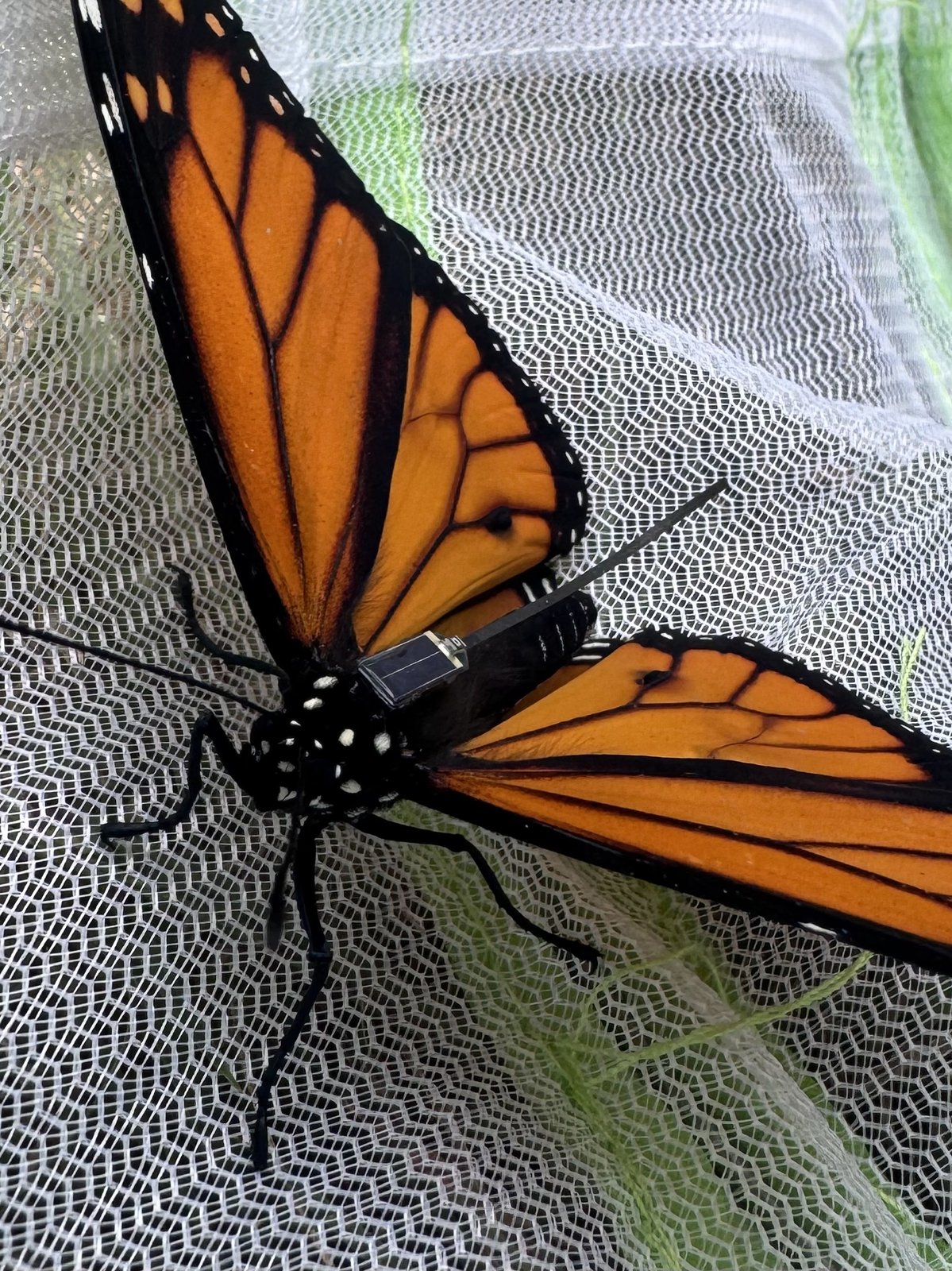 Butterfly with the BlūMorpho tag right before release